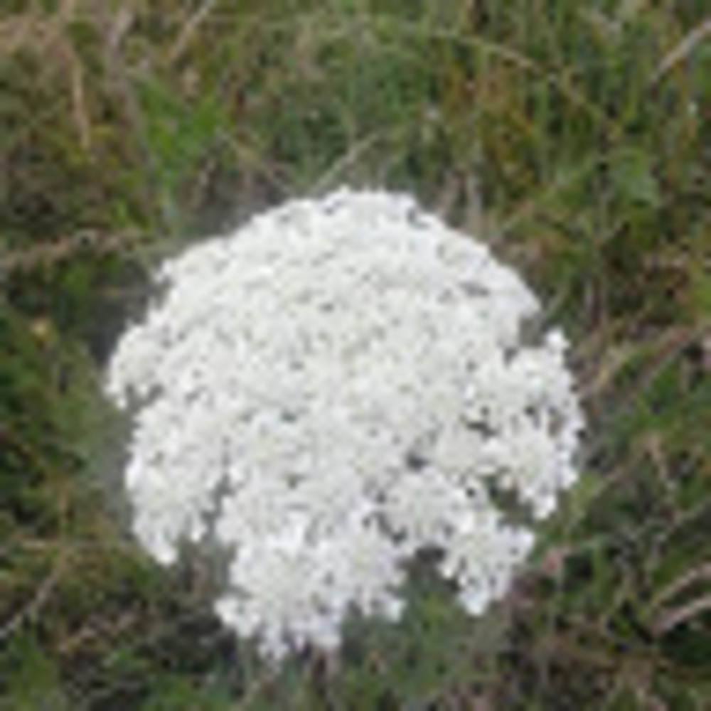 Meet your Posher, Breanna